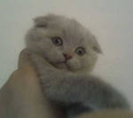 продаются плюшевые котята