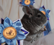 Продажа шиншилл - купить шиншиллу в Тюмени