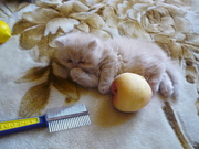 ***ПЕРСИДСКИЕ КОТЯТА***