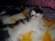 Отдам срочно  кошечку в добрые руки