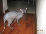 Кот канадского сфинкса