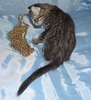 американский керл-котята