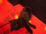 Британская кошечка