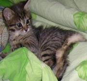 Двухмесячный котенок-девочка,  трехцветная