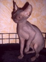 Продам котят КАНАДСКОГО СФИНКСА с документами