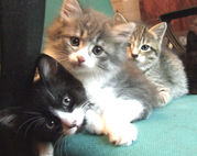 Котята даром в добрые руки