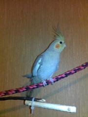 Попугая Кореллу (Нимфа)