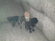 Отдам котят в хорошие,  любящие руки