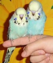 Волнистики - ЧЕХИ птенцы, мальчишки