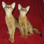 Продаются абиссинские котята