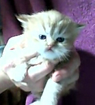 персидские котята красного окраса