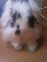 ищу крольчиху для крола