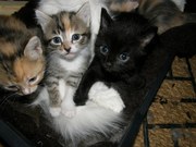 Котята от домашней Кошки 