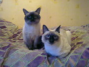 нужна кошка для кота