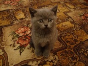 Котята Скоттиш-фолд(вислоухие) и Скоттиш-страйт