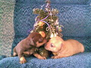 продажа щенокв той-терьеров 