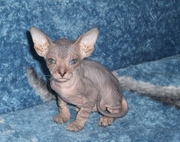 Сфинкс Донской