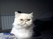 Ищем кота перса экстримала для кошки перса