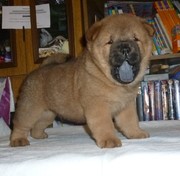 Чау-чау,  щенки,  красные,  РКФ