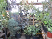 Лимоны плодоносящие,  комнатные растения