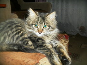 Пушистый котенок-подарок в добрые руки