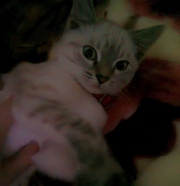 отдам кошечку 5 месяцев