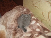 Британские котята(britanian cats)