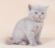 Ласковые британские котята на Новый Год!