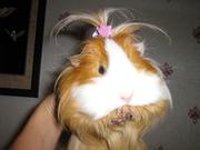 продам морскую свинку с клеткой