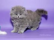 красивые котятки голубого окраса