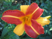 семена,  газоны,  саженцы, удобрения,  керамика,  комнатные цветы,  букеты