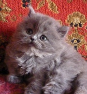 Котята - персы