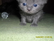 Персидский котенок-девочка