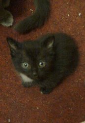 Отдам котенка в хорошие руки.