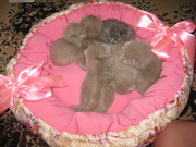 шикарные британские котятки