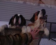 Щенки Сенбернара от крупных родителей