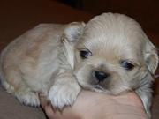Продам щенков пекинеса