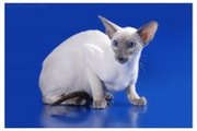 Современные сиамские  котята