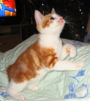 котята Крильский бобтейл