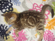 мраморные котята британцы