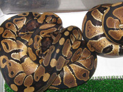 королевские питоны региусы