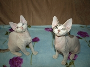 предлагаю котят породы девон-рекс