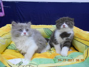 Шотландские котята коротекошерстные и длинношерстные