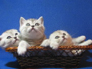 продаются шотландские котята