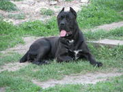 Щенки итальянского кане корсо от импортированных родителей!