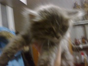 Котенок мерзнет в подъезде 5 день. Откликнитесь.