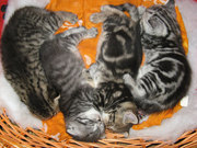 Котята Скоттиши!