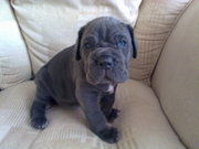 мастино-неаполетано