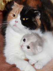 Котята вислоухие лиловая черепаха с эксклюзивным рисунком.Белгород.