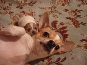 Чихуахуа, мини мальчик рыжеголубой, супер мини девочка, 2 мес., РКФ.